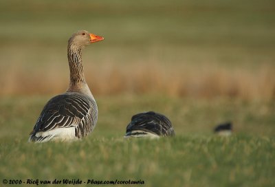 Greylag GooseAnser anser anser