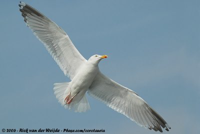 European Herring GullLarus argentatus argenteus