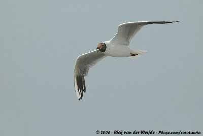 Black-Headed GullChroicocephalus ridibundus