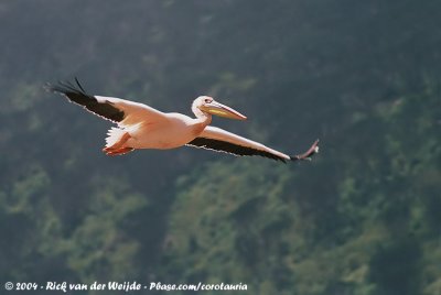 Great White PelicanPelecanus onocrotalus