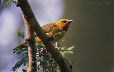 Brilwever / Spectacled Weaver