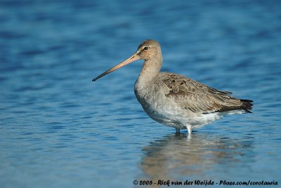 Black-Tailed GodwitLimosa limosa limosa