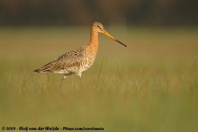 Black-Tailed GodwitLimosa limosa limosa