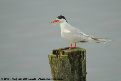 Common TernSterna hirundo hirundo