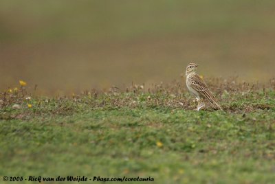 Tawny PipitAnthus campestris campestris