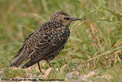 Common StarlingSturnus vulgaris vulgaris