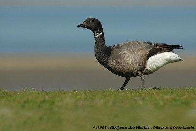 Dark-Bellied Brent GooseBranta bernicla bernicla