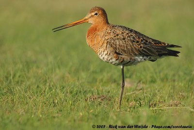 Black-Tailed GodwitLimosa limosa limosa