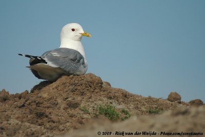 Common GullLarus canus canus