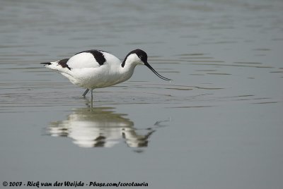 Pied AvocetRecurvirostra avosetta