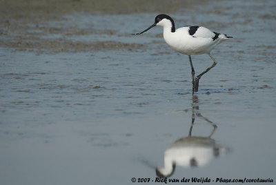 Pied AvocetRecurvirostra avosetta