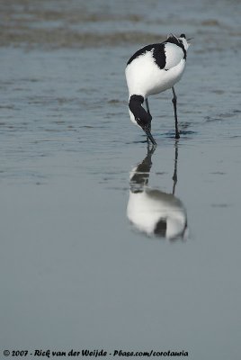 Pied AvocetRecurvirostra avosetta