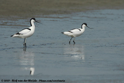 Pied AvocetRecurvirostra avosetta