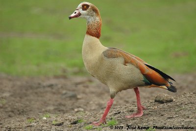 Egyptian GooseAlopochen aegyptiaca