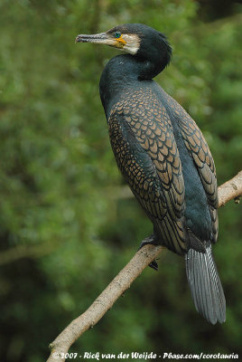 Great CormorantPhalacrocorax carbo sinensis