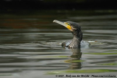 Great CormorantPhalacrocorax carbo sinensis