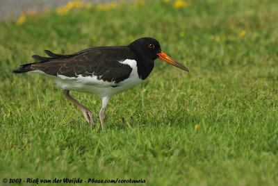 Eurasian OystercatcherHaematopus ostralegus ostralegus