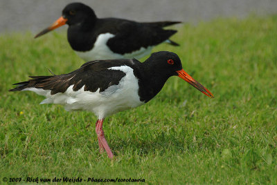 Eurasian OystercatcherHaematopus ostralegus ostralegus