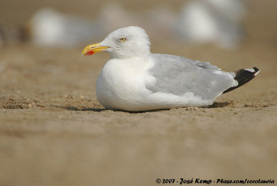 European Herring GullLarus argentatus argenteus