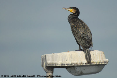 Great CormorantPhalacrocorax carbo sinensis