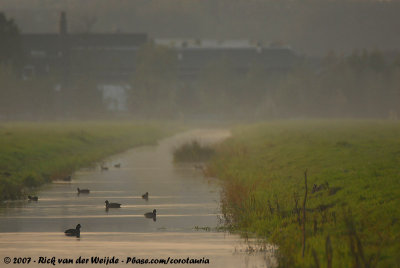 Eurasian CootFulica atra atra