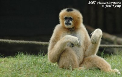 Witwanggibbon / White-Cheeked Crested Gibbon