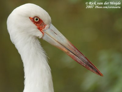Magoeari / Maguari Stork
