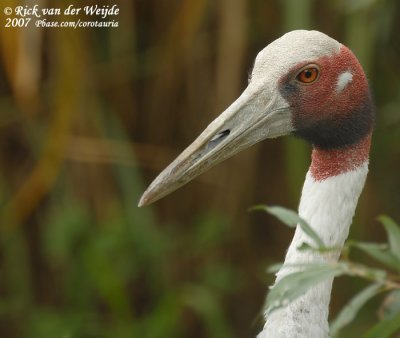 Saruskraanvogel / Sarus Crane