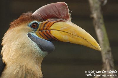 Sulawesi-Jaarvogel / Sulawesi Wrinkled Hornbill
