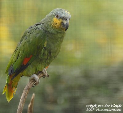 Venezuela-Amazone / Orange-Winged Amazon