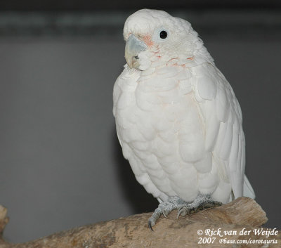 Goffins Kaketoe / Goffin's Cockatoo