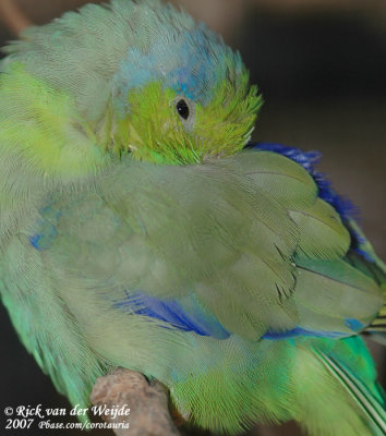 Blauwe Muspapegaai / Pacific Parrotlet