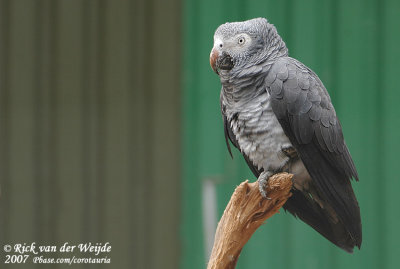 Grijze Roodstaartpapegaai / African Grey Parrot