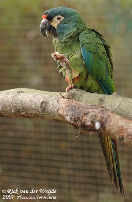 Illigers Ara / Illiger's Macaw