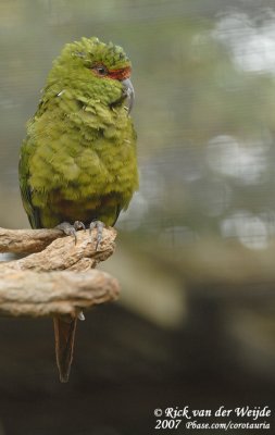 Slender-Billed Parakeet  (Langsnavelparkiet)