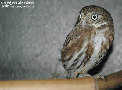 Peruaanse Dwerguil / Peruvian Pygmy Owl