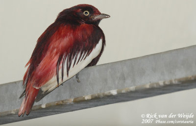 Pompadourcotinga