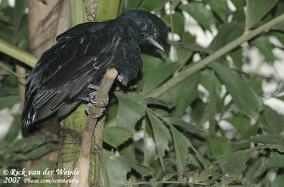 Ecuadoriaanse Parasolvogel / Long-Wattled Umbrellabird