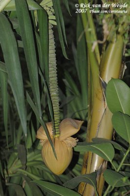 Vrucht van een bananenboom-achtige niet-bananenboom