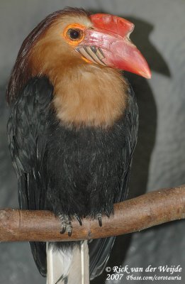 Filippijnse Jaarvogel / Mindanao Wrinkled Hornbill