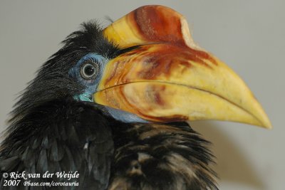 Maleise Jaarvogel / Sunda Wrinkled Hornbill