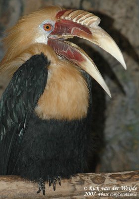 Papoeajaarvogel