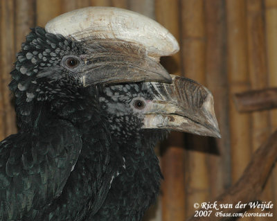 Zilveroorneushoornvogel / Silvery-Cheeked Hornbill