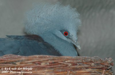Kroonduif / Crowned Pigeon