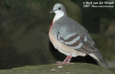 Dolksteekduif / Luzon Bleeding-Heart