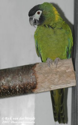 Geelnekara / Yellow-Collared Macaw