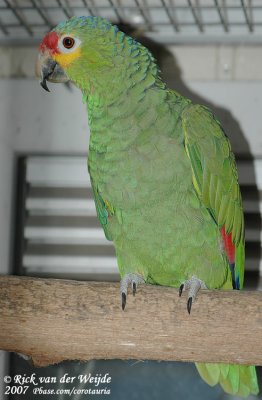 Red-Lored Amazon  (Geelwangamazone)