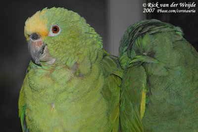 Geelvoorhoofdamazone / Yellow-Crowned Amazon