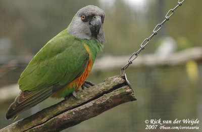 Bonteboertje / Senegal Parrot