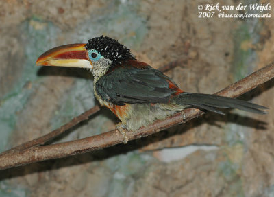 Kroeskoparassari / Curl-Crested Aracari